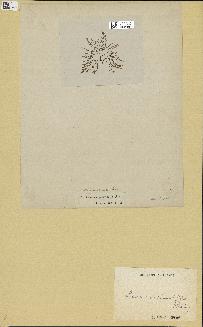 spécimen de Laurencia pinnatifida