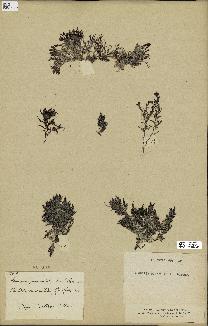 spécimen de Laurencia pinnatifida