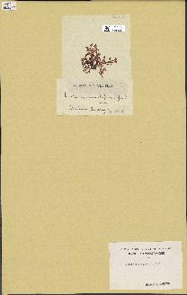 spécimen de Laurencia pinnatifida
