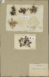 spécimen de Laurencia pinnatifida