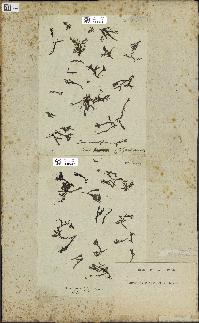 spécimen de Laurencia pinnatifida