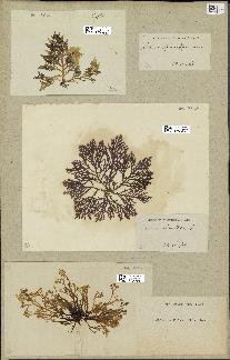 spécimen de Laurencia pinnatifida