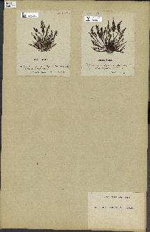 spécimen de Laurencia pinnatifida