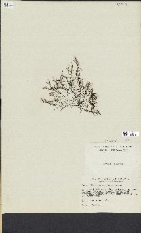 spécimen de Chondria sedifolia