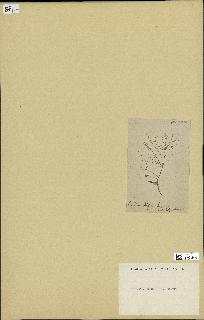 spécimen de Chondria sedifolia