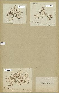 spécimen de Chondria sedifolia