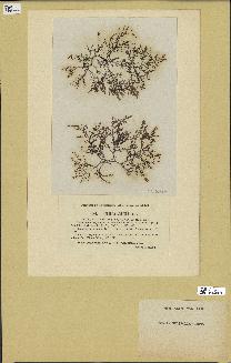 spécimen de Chondria sedifolia