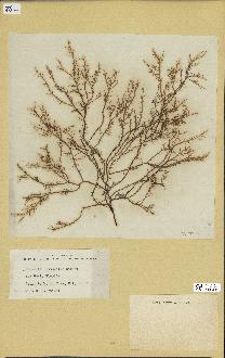 spécimen de Chondria littoralis