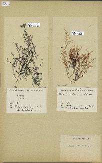 spécimen de Chondria littoralis