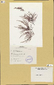 spécimen de Chondria dasyphylla