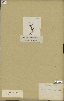 spécimen de Chondria dasyphylla