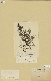 spécimen de Chondria crassicaulis