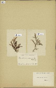 spécimen de Chondria crassicaulis