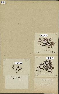 spécimen de Chondria crassicaulis