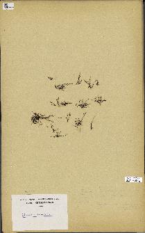spécimen de Chondria coerulescens