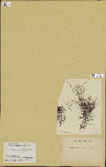 spécimen de Chondria cnicophylla