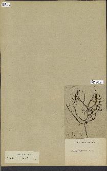 spécimen de Chondria capensis