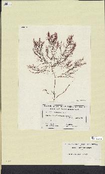 spécimen de Chondria bulbosa