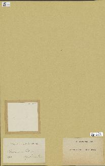 spécimen de Chondria atropurpurea