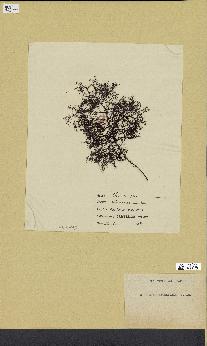 spécimen de Chondria arborescens