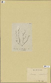 spécimen de Chondria acanthophora