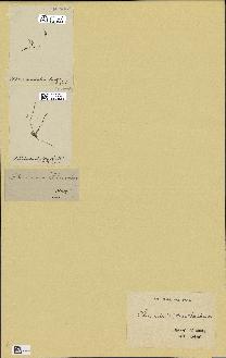 spécimen de Chondria acanthophora