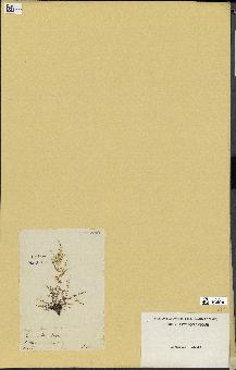 spécimen de Laurencia obtusa