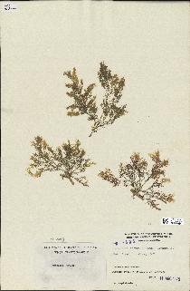 spécimen de Laurencia obtusa