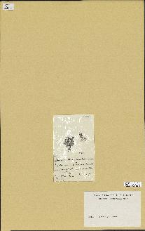 spécimen de Laurencia obtusa