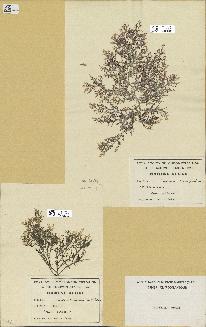 spécimen de Laurencia obtusa
