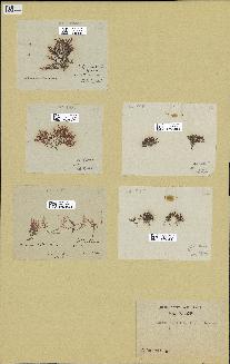 spécimen de Laurencia obtusa