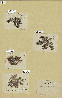 spécimen de Laurencia obtusa