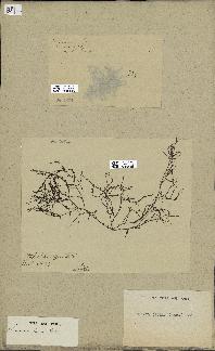 spécimen de Laurencia obtusa