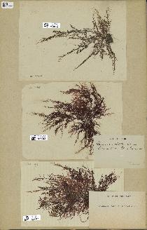 spécimen de Laurencia obtusa