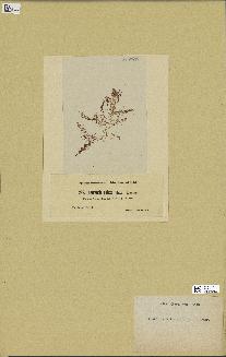 spécimen de Laurencia obtusa