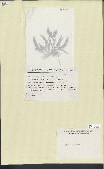 spécimen de Laurencia obtusa