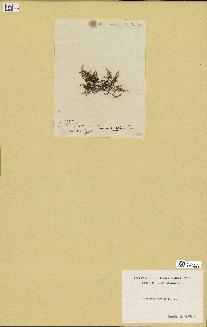 spécimen de Laurencia obtusa