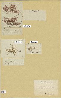 spécimen de Laurencia obtusa