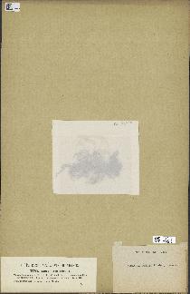 spécimen de Laurencia obtusa