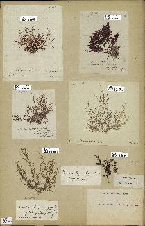 spécimen de Laurencia obtusa