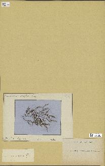 spécimen de Laurencia obtusa