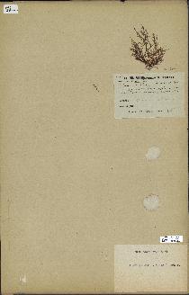 spécimen de Laurencia obtusa