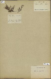 spécimen de Laurencia obtusa