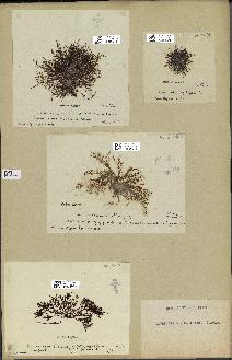 spécimen de Laurencia obtusa