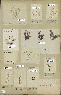 spécimen de Laurencia obtusa