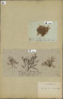 spécimen de Laurencia obtusa