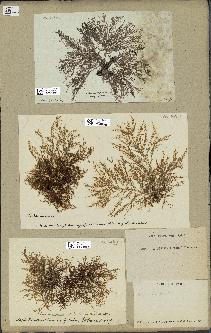 spécimen de Laurencia obtusa