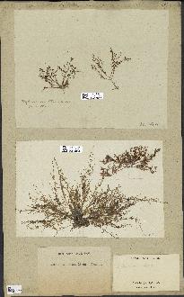spécimen de Laurencia obtusa