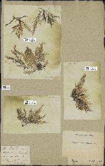 spécimen de Laurencia obtusa