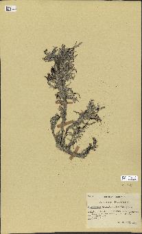 spécimen de Cystoseira crinitophylla